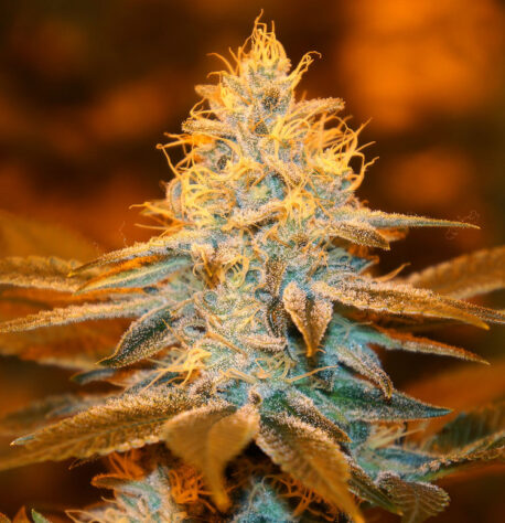 T.H. Seeds - Strawberry Glue (5-Pack)