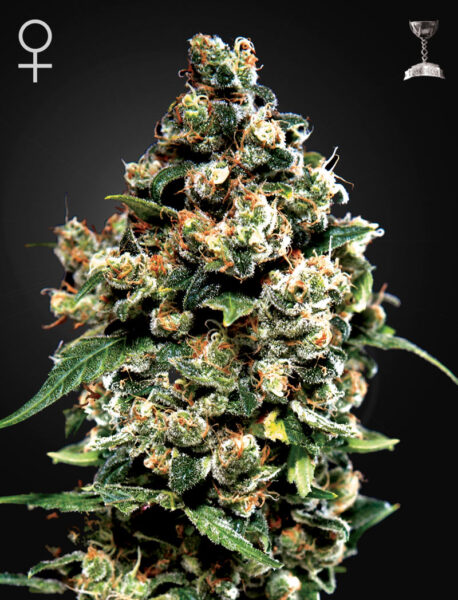 Green House Seeds - Jack Herer