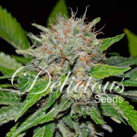 Delicious Seeds - Deep Mandarine (5-Pack)