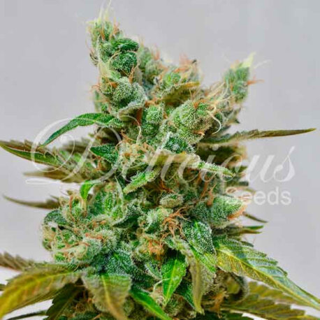 Delicious Seeds - Honeybells (5-Pack)