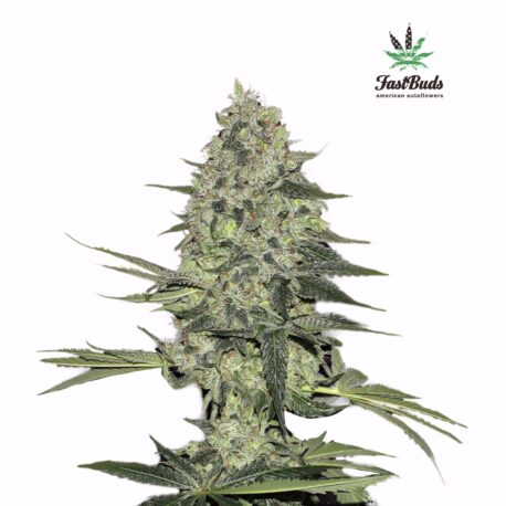 Fastbuds Seeds – Rhino Ryder (Pack)