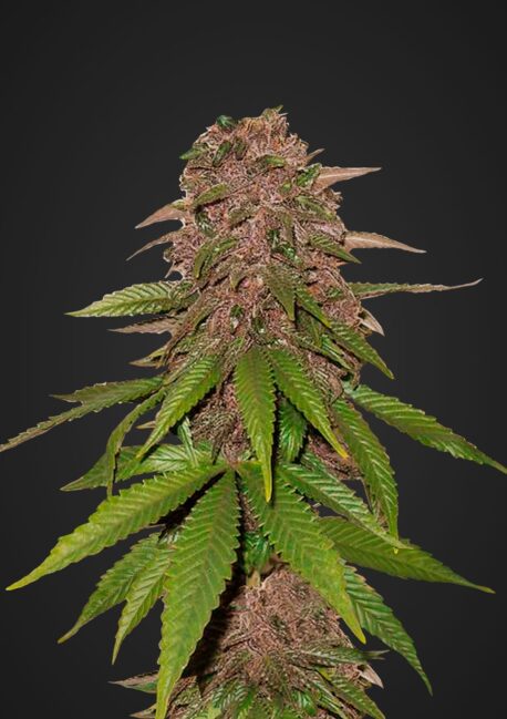 FastBuds Seeds - C4 Auto (Pack)