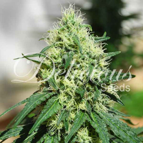 Delicious Seeds - Critical Kali Mist (5-Pack)