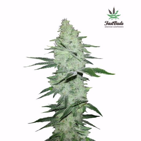 FastBuds Seeds - Six Shooter Auto (Pack)