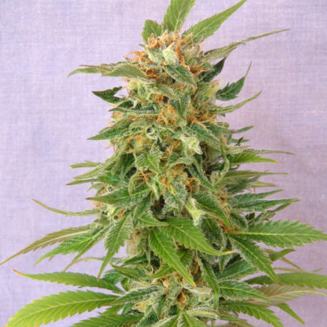 Kannabia Seeds - Ginger Punch Auto (5-Pack)