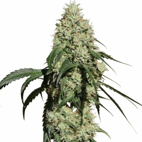 Medical Marijuana Genetics - Nagual NG-1 (10-Pack)