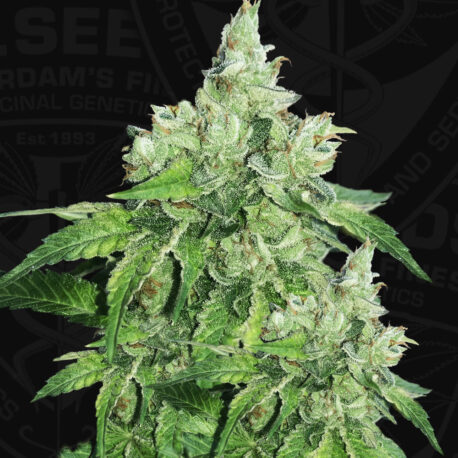 T.H. Seeds - Citron Givré (Birthday Cake Selected) Pack