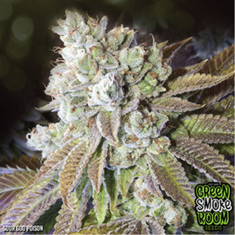 Green Smoke Room Seeds - Sour Goo Poison Auto