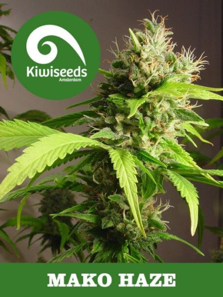 Kiwiseeds - Mako Haze