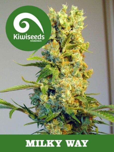 Kiwiseeds - Milky Way