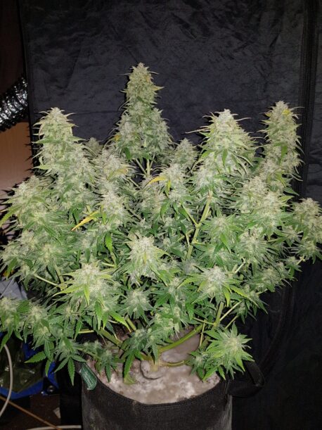 Fastbuds Seeds - Original Auto Amnesia Haze - Image 2