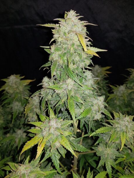 Fastbuds Seeds - Original Auto Amnesia Haze - Image 3