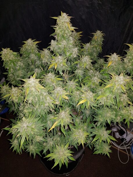 Fastbuds Seeds - Original Auto Amnesia Haze - Image 4