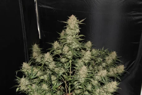 Fastbuds Seeds - Original Auto OG Kush - Image 2