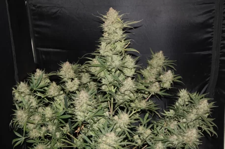 Fastbuds Seeds - Original Auto OG Kush - Image 3