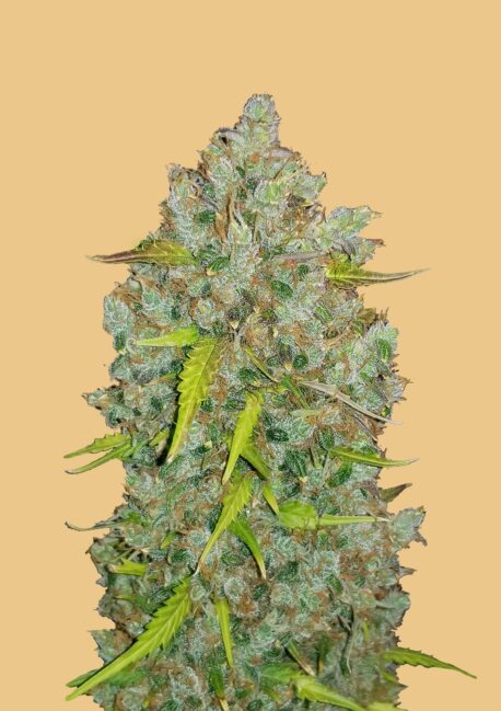 Fastbuds Seeds - Original Auto BubbleGum