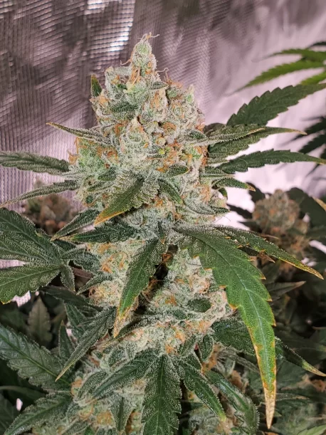 Fastbuds Seeds - Original Auto Chemdawg