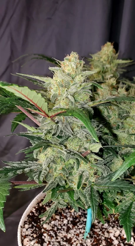 Fastbuds Seeds - Original Auto Chemdawg - Image 2