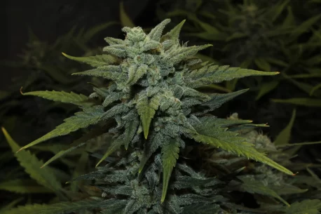 Fastbuds Seeds - Original Auto Chemdawg - Image 3