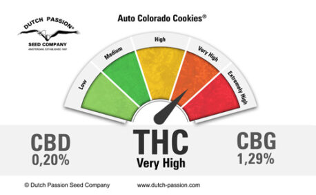 Dutch Passion - Auto Colorado Cookies - Image 2