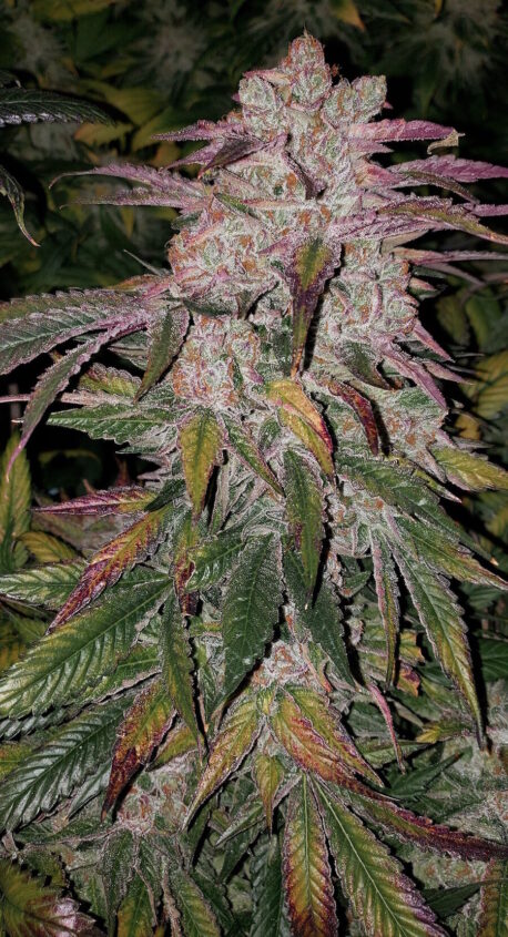 Ethos Genetics - Purple Thai Auto Rbx1