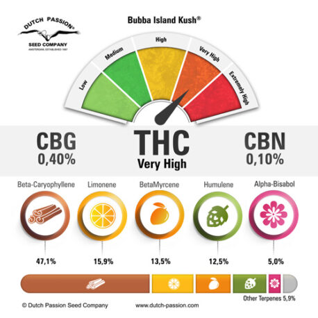 Dutch Passion - Bubba Island Kush - Image 2