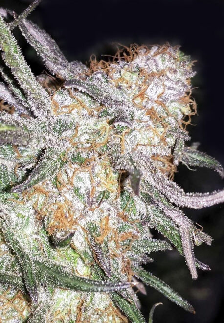 Divine Seeds - Afghan Original