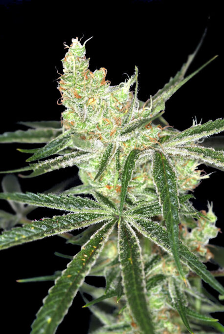 Divine Seeds - Auto Afghan Bullet - Image 2