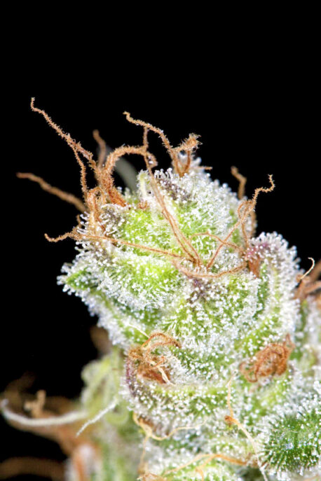 Divine Seeds - Auto Big Bang - Image 2