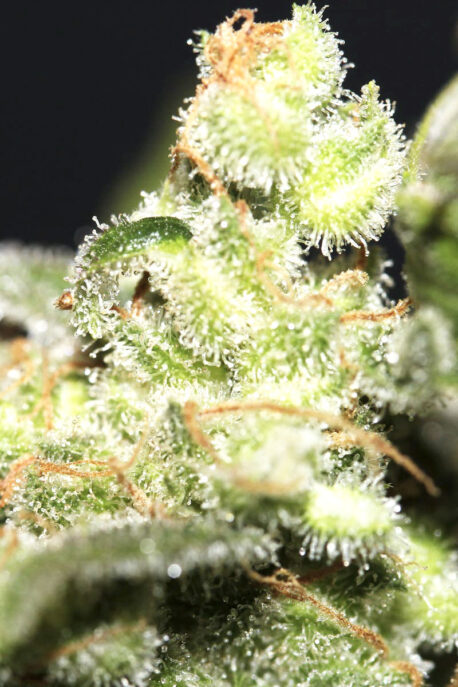 Divine Seeds - Auto Big Bang - Image 3