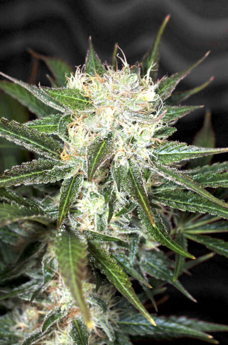 Divine Seeds - Auto Big Demon - Image 2