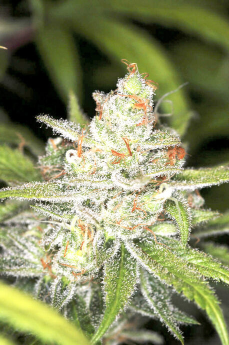 Divine Seeds - Auto Candy - Image 2