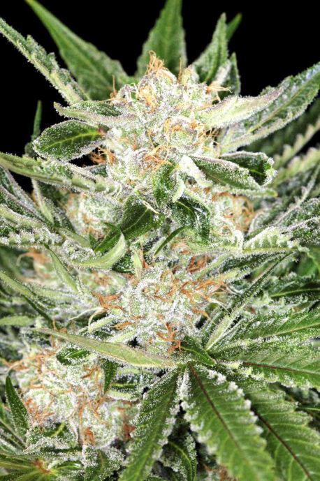 Divine Seeds - White Widow - Image 2