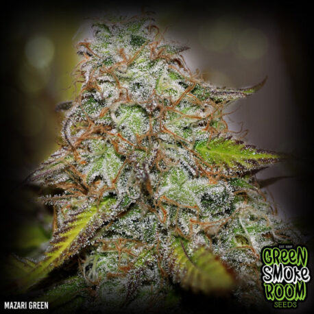 Green Smoke Room Seeds - Mazari Green