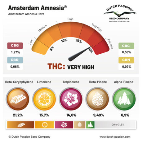 Dutch Passion - Amsterdam Amnesia - Image 2