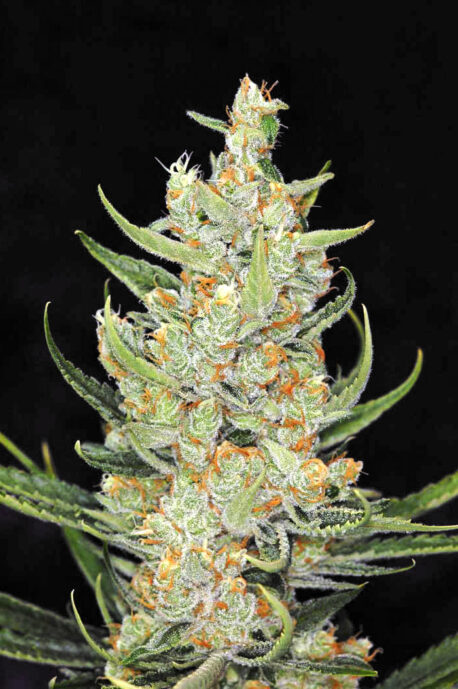 Divine Seeds - Divine Indica