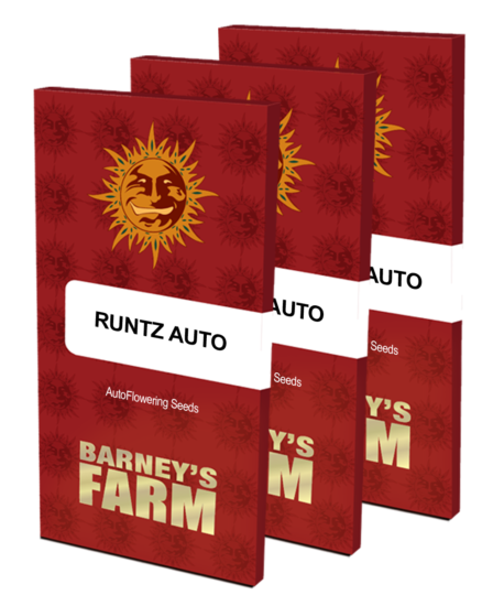 Barney's Farm - Runtz Auto - Image 2