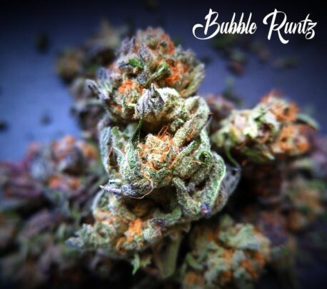 Tastebudz Seeds - Bubble Runtz (5-Pack)