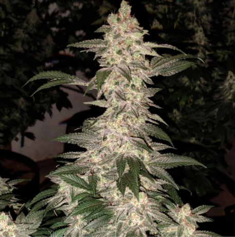 Ethos Genetics - Grandpa's Cookies R1