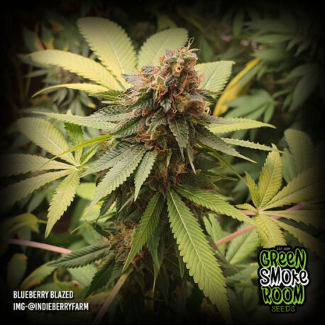 Green Smoke Room Seeds - Blueberry Blazed - Image 2