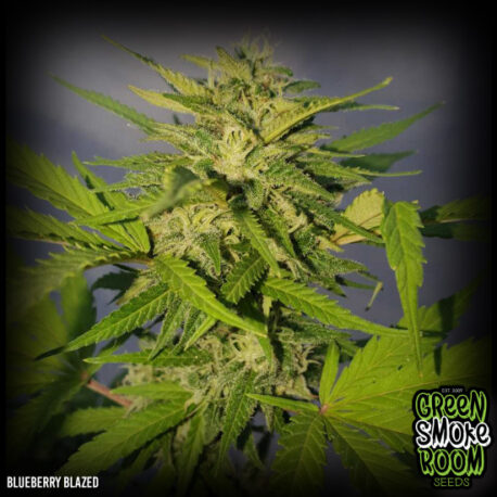 Green Smoke Room Seeds - Blueberry Blazed