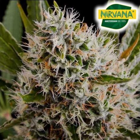 Nirvana Seeds - Lithium OG Kush (5-Pack)