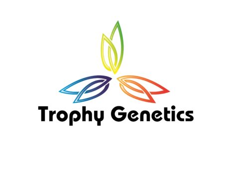 Trophy Genetics - Bruce Banner Feminized