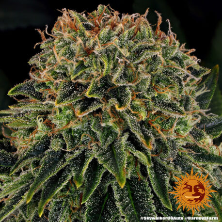 Barney's Farm - Skywalker OG Auto - Image 2