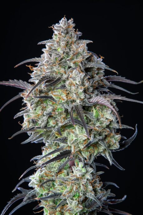 Fastbuds Seeds - Mimosa Cake Auto - Image 3