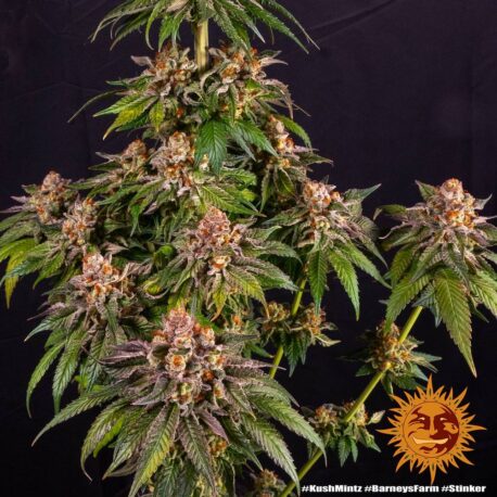 Barney’s Farm – Kush Mintz - Image 2