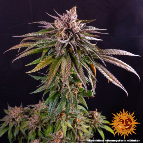 Barney’s Farm – Kush Mintz - Image 3