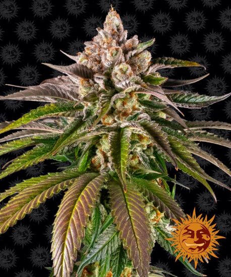 Barney’s Farm – Kush Mintz