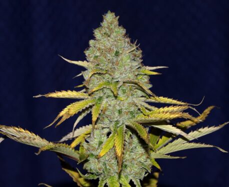 Seedsman - Blueberry - Image 2