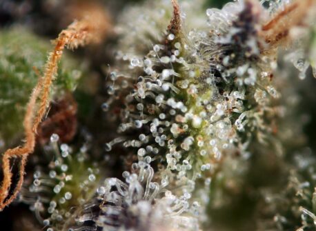 Seedsman - Blueberry - Image 3